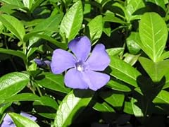Vinca plants periwinkle for sale  Delivered anywhere in USA 