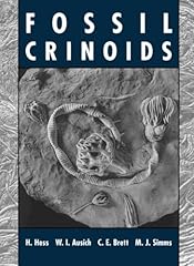 Fossil crinoids for sale  Delivered anywhere in UK