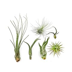 Air plants tillandsia for sale  Delivered anywhere in USA 