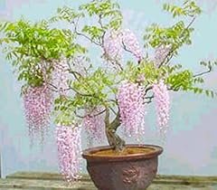 Rare pink wisteria for sale  Delivered anywhere in USA 