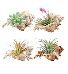 Pack inches conch for sale  Delivered anywhere in USA 
