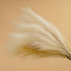 Mbyrhy pampas grass for sale  Delivered anywhere in USA 