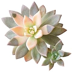 Variegated ghost plant for sale  Delivered anywhere in USA 