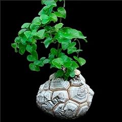 Sunnyplants dioscorea elephant gebraucht kaufen  Wird an jeden Ort in Deutschland
