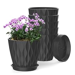 Sqkh inch plant for sale  Delivered anywhere in USA 