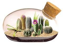 Mini office cactus for sale  Delivered anywhere in USA 