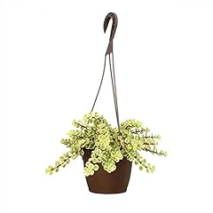 Variegated portulacaria afra for sale  Delivered anywhere in USA 