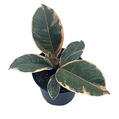Bubbleblooms ficus tineke for sale  Delivered anywhere in USA 