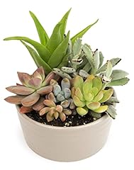 Succulents plants live for sale  Delivered anywhere in USA 
