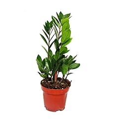 Exotenherz - Cuore esotico - Zamio Palma - Zamioculcas zamiiifolia - 1 pianta - facile da pulire - purificante - vaso da 12 cm usato  Spedito ovunque in Italia 