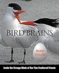 Bird brains inside for sale  Delivered anywhere in USA 