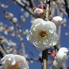 Usato, Portal Cool Prunus Mume Albo Plena Pot cm. 9/10 Piante provenienti da Graft Pre Bonsai usato  Spedito ovunque in Italia 