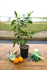 Yarden meyer lemon for sale  Delivered anywhere in USA 