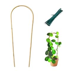 Cambaverd indoor plant for sale  Delivered anywhere in USA 