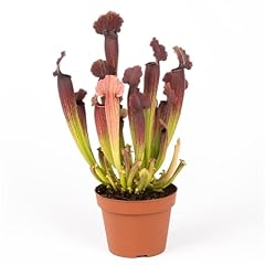 Sarracenia house plant for sale  Delivered anywhere in Ireland
