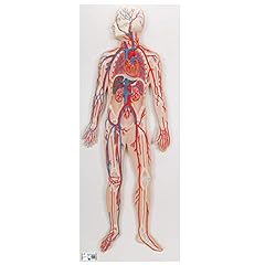 Scientific g30 circulatory for sale  Delivered anywhere in USA 