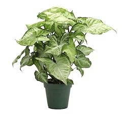 Thorsen greenhouse live for sale  Delivered anywhere in USA 