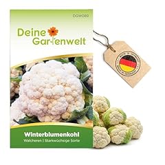 Winterblumenkohl walcheren sam gebraucht kaufen  Wird an jeden Ort in Deutschland