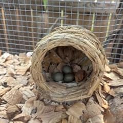 Fertile button quail for sale  Delivered anywhere in USA 
