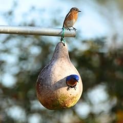 Kviter purple martin for sale  Delivered anywhere in USA 