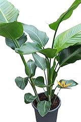 Indoor plant strelitzia for sale  Delivered anywhere in Ireland