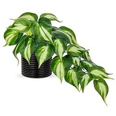 Hollyone artificial pothos for sale  Delivered anywhere in USA 