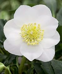 Helleborus wintersun christmas for sale  Delivered anywhere in UK