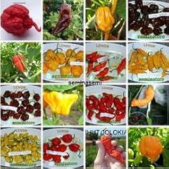 160 semi peperoncino usato  Spedito ovunque in Italia 