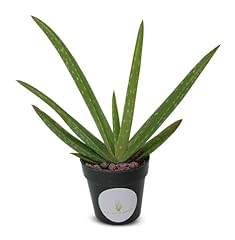 Live aloe vera for sale  Delivered anywhere in USA 