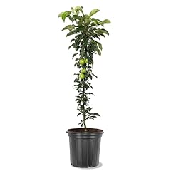 Generic golden sentinel for sale  Delivered anywhere in USA 