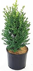 Live plant green for sale  Delivered anywhere in USA 