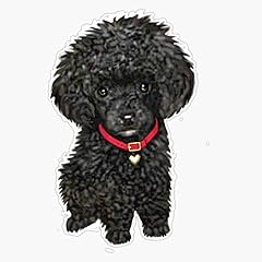 Poodle miniature black for sale  Delivered anywhere in USA 
