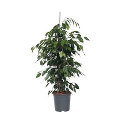 Plant box ficus gebraucht kaufen  Wird an jeden Ort in Deutschland