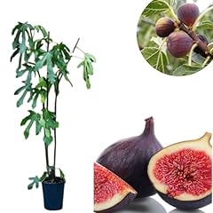 Violette bordeaux live for sale  Delivered anywhere in USA 