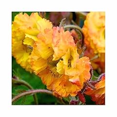 Geum established plants for sale  Delivered anywhere in UK