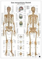 Anatomie lerntafel. das d'occasion  Livré partout en France