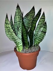 Robusta snake plant for sale  Delivered anywhere in USA 