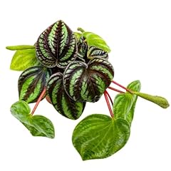 Peperomia dragon skin for sale  Delivered anywhere in USA 