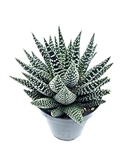 Live plant cactus for sale  Delivered anywhere in USA 
