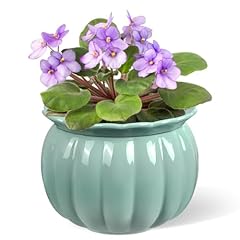 Buymax african violet for sale  Delivered anywhere in USA 