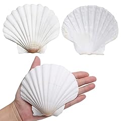 Lucky baby scallop for sale  Delivered anywhere in USA 