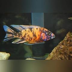 Peacock cichlid orange for sale  Delivered anywhere in USA 