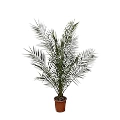 Phoenix canariensis 170 usato  Spedito ovunque in Italia 