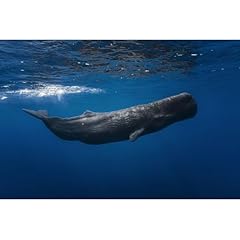 Artdirect sperm whale for sale  Delivered anywhere in USA 