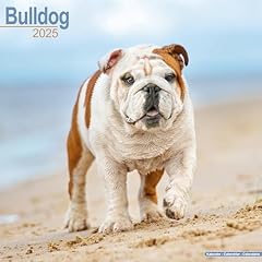 Bulldog bulldoggen 2025 gebraucht kaufen  Wird an jeden Ort in Deutschland