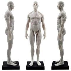Lsoaarrt anatomie figur gebraucht kaufen  Wird an jeden Ort in Deutschland