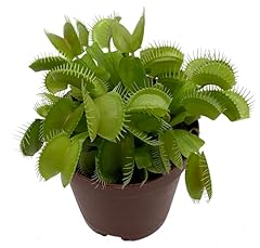 Venus fly trap for sale  Delivered anywhere in USA 