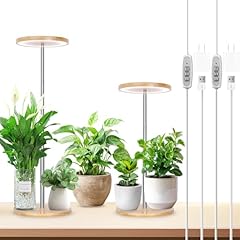 Lordem bamboo grow for sale  Delivered anywhere in USA 