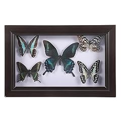 Framed butterfly shadow for sale  Delivered anywhere in UK
