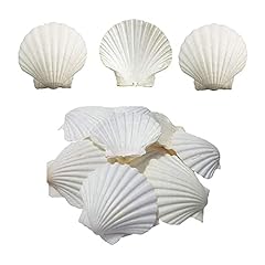 16pcs white scallops for sale  Delivered anywhere in Ireland
